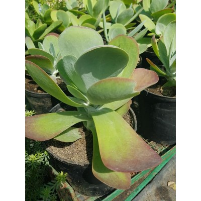 Kalanchoe thyrsiflora (الكلنكوة المورقة)