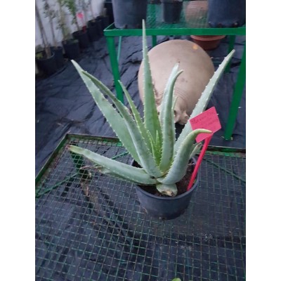 Aloe vera (الألوة الحقيقية)