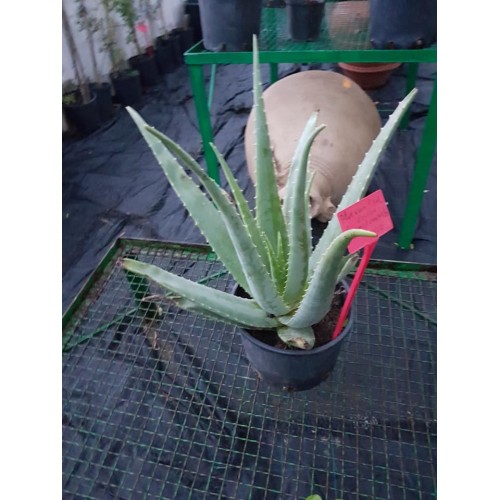 Aloe vera (الألوة الحقيقية)