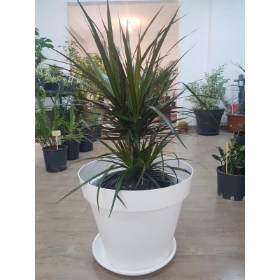 Dracaena marginata (دراسانة مدغشقر)