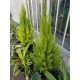 Cupressus goldcrest 'Wilma' (السرول الليموني) Cupressus goldcrest 'Wilma' (السرول الليموني)