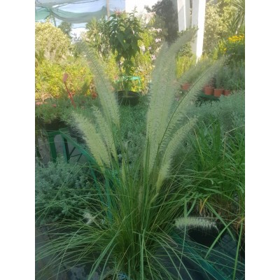 Pennisetum blanc (الثيوم الأبيض)