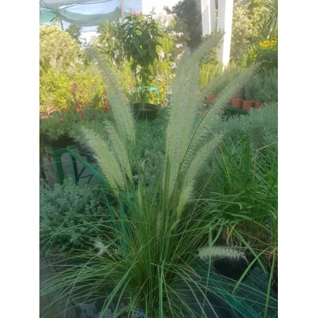 Pennisetum blanc (الثيوم الأبيض)