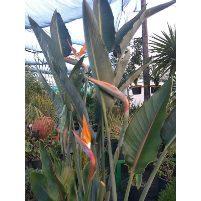 Strelitzia reginae (عصفور الجنة الملكي)