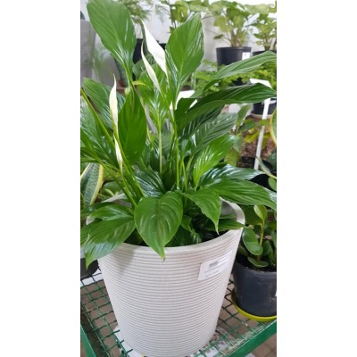 spathiphyllum