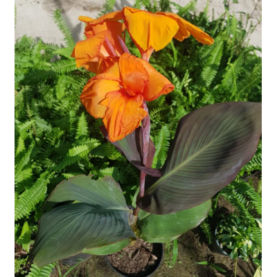 CANNA ROUGE