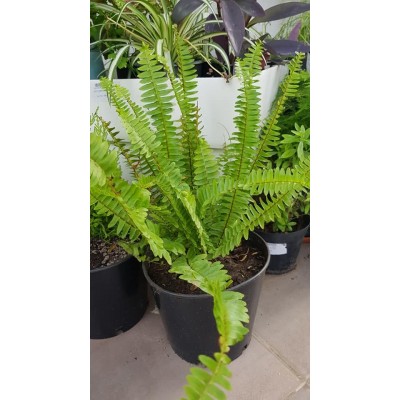 Nephrolepis exaltata (السرخس)