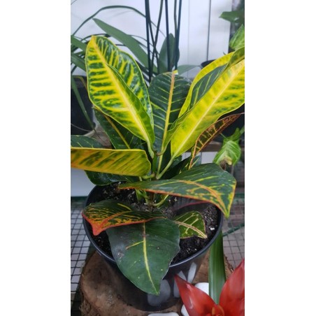 Croton (الكروتون المتباين)