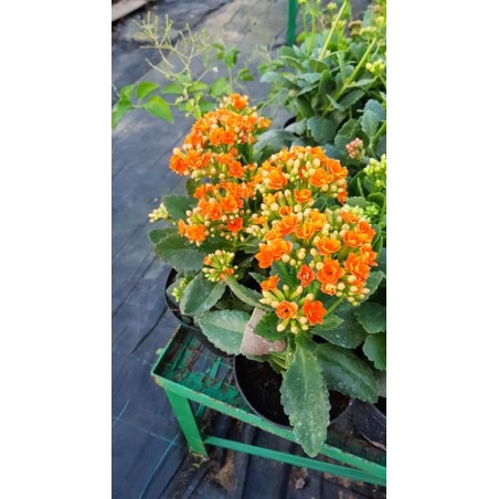 Kalanchoë
