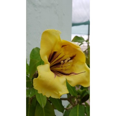 Solandra maxima (السولاندرا)