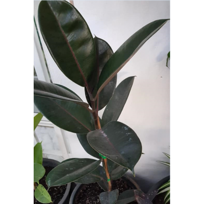 Ficus elastica robusta (التين المرن)
