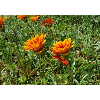 Gazania (الغازانيا)