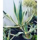 Agave americana panaché (الصبار الأمريكي الملون) Agave americana panaché (الصبار الأمريكي الملون)