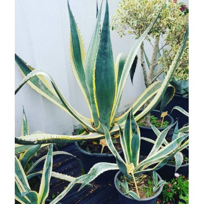 Agave americana panaché (الصبار الأمريكي الملون)