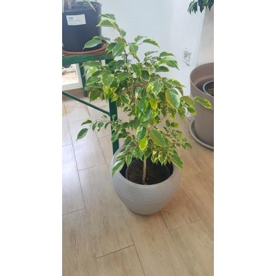 Ficus golden (التين الذهبي)