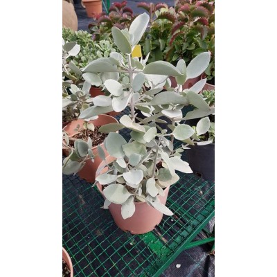kalanchoe hildebrandtii