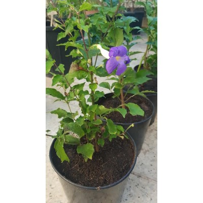 THUNBERGIA ERECTA ( عبائة الملك )