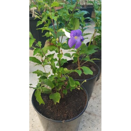 THUNBERGIA ERECTA ( عبائة الملك )