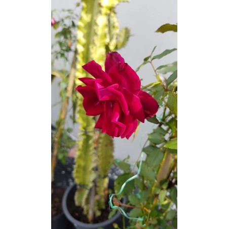 Rosier grimpant