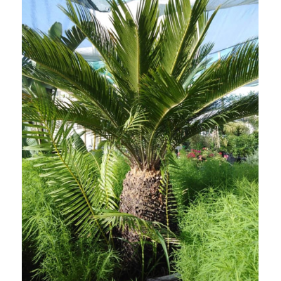 Cycas revoluta (السيكاس الياباني)