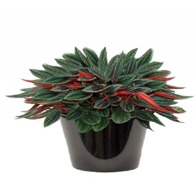 Peperomia rosso (ببروميا روسو)