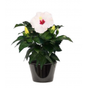 Hibiscus à fleur blanche (الخطمي ذو الزهرة البيضاء)