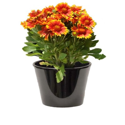 GAILLARDE PULCHELLA (غايلارديا الشمسية)