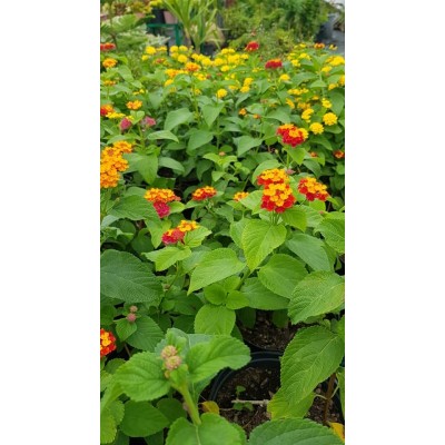 Lantana camara (اللانتانا)