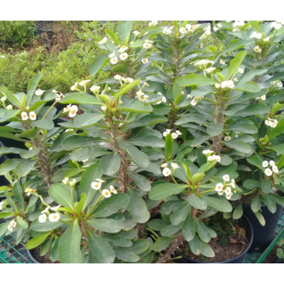 Euphorbia milii blanc