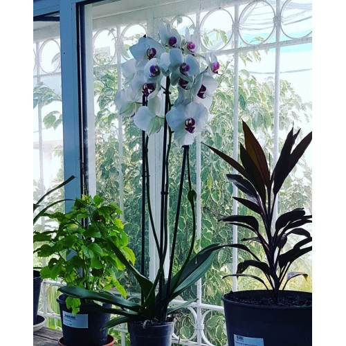 Orchidée (زهرة الأوركيد)