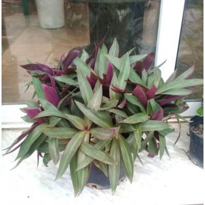 TRADISCANTIA