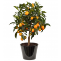 Kumquat (البرتقال الذهبي)