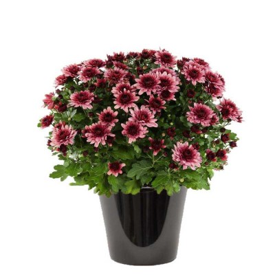 chrysantème