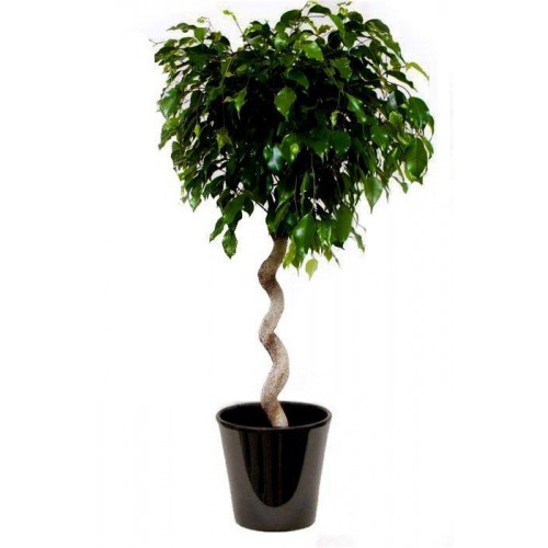 Ficus Danielle spirale