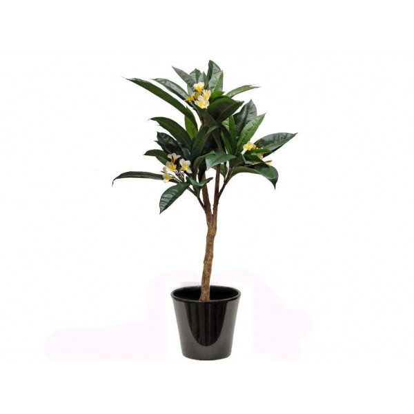 Plumeria (ياسمين هندي)