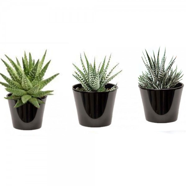 Haworthia variées (صبار زيبرا متنوعة)
