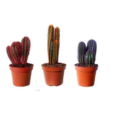 cactus coloré