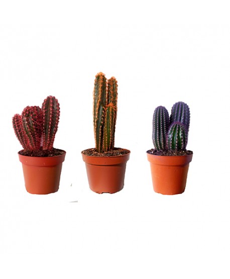 cactus coloré
