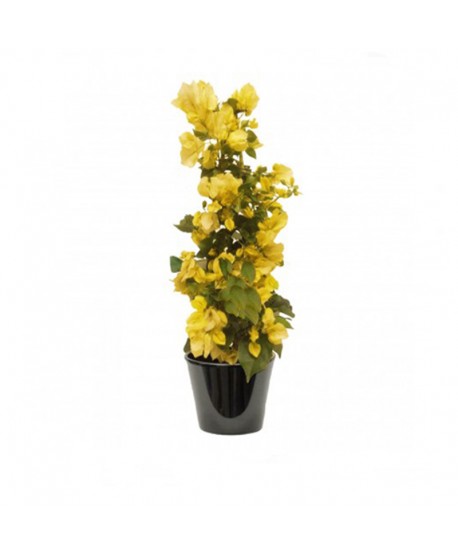 Bougainvillier à  fleur jaune (البوغنفيلة ذات الزهرة الصفراء)