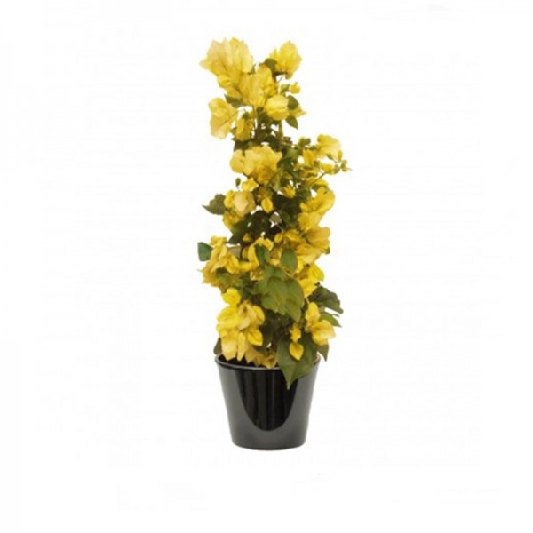 Bougainvillier à  fleur jaune (البوغنفيلة ذات الزهرة الصفراء)