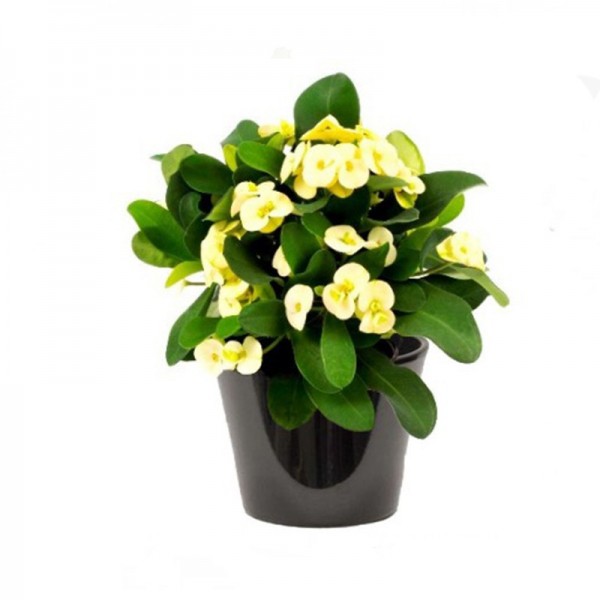 Euphorbia milii Jaune (فربيون شوكة المسيح)