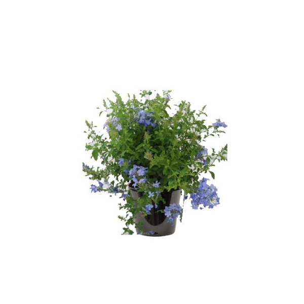 Plumbago (الرصاصية الزرقاء)