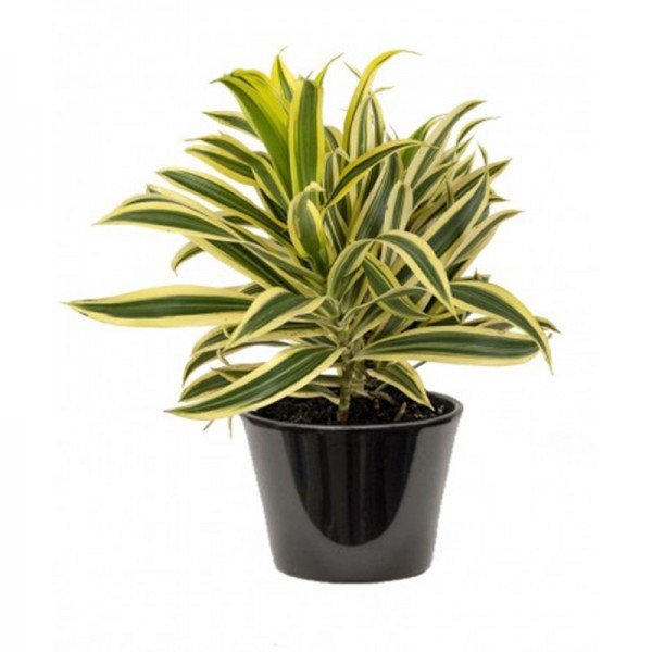 dracaena variegata (أيدعة منعكسة)