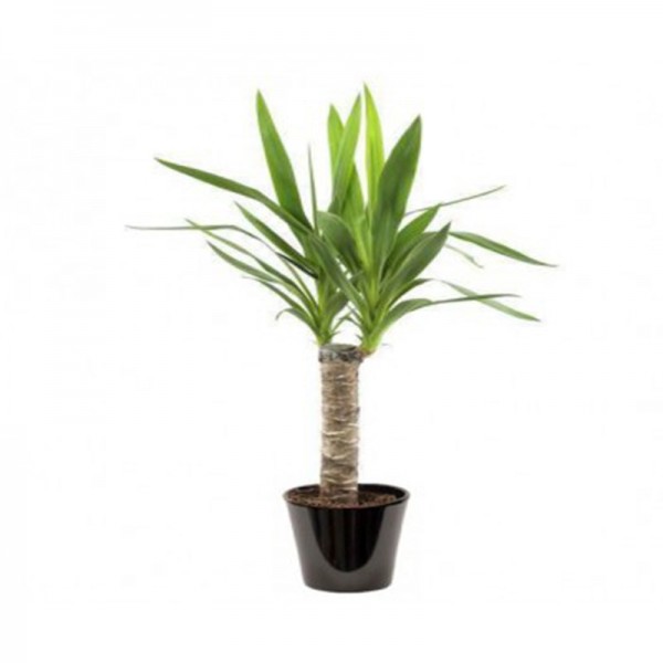 Yucca 1 TIGE