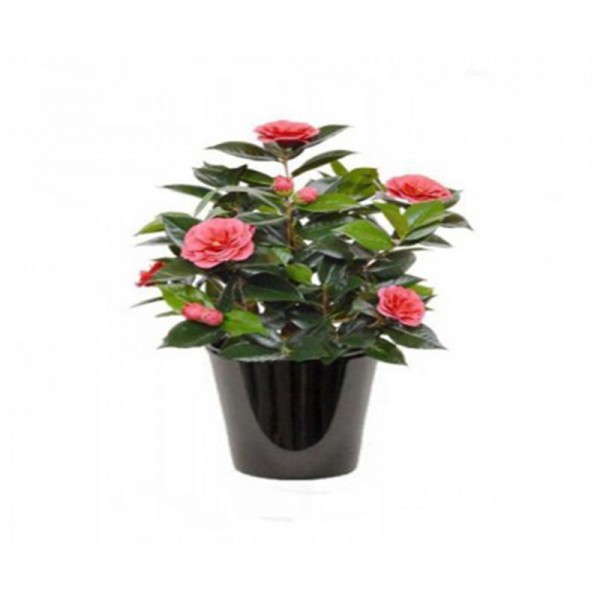 camellia japonica (كاميليا يابانية)