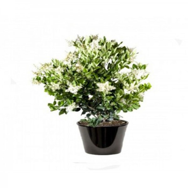 Ligustrum japonicum (جنبة الرباط)