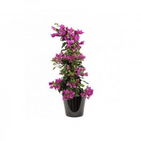 Bougainvillier violet (البوغنفيلة البنفسجية)