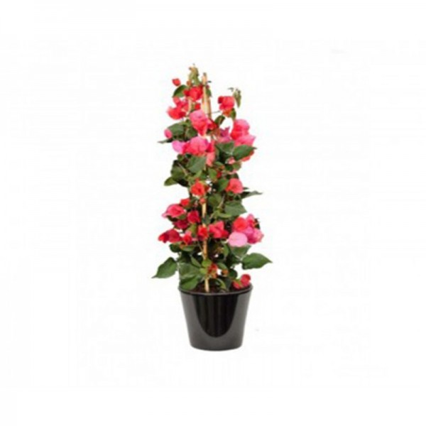 Bougainvillier rouge  (البوغنفيلة الحمراء)