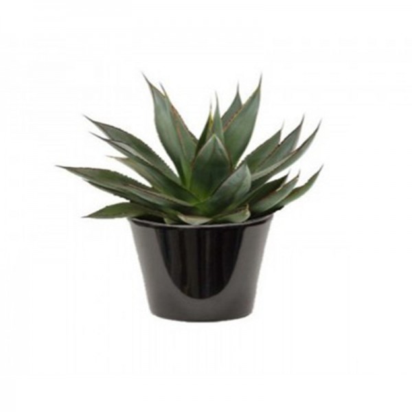 Agave americana vert (الصبار الأمريكي الأخضر)