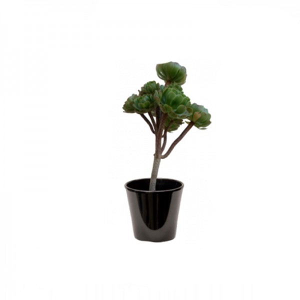 Aeonium vert (زهرة الصحراء)